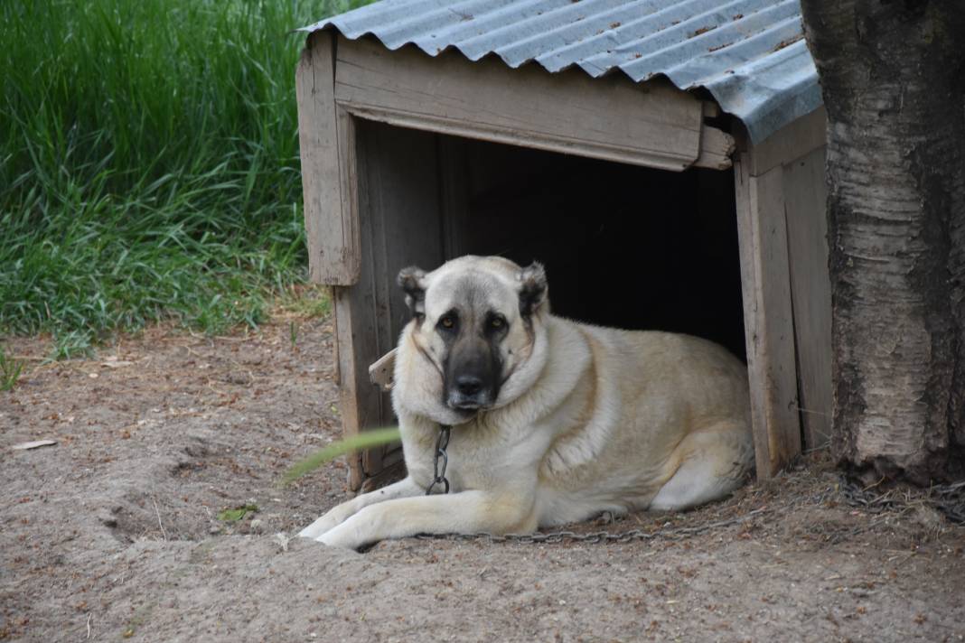 İklim krizi Kangal köpeklerini de etkiledi: Doğum oranı yüzde 50 düştü 9